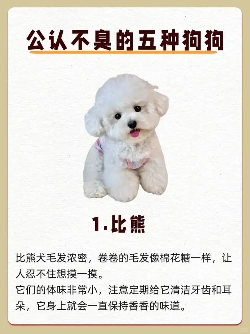 选宠物不掉毛少异味？无毛猫贵宾犬等推荐（养什么宠物不掉毛没异味）