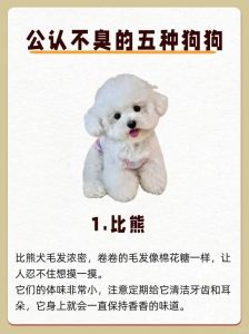 选宠物不掉毛少异味？无毛猫贵宾犬等推荐（养什么宠物不掉毛没异味）