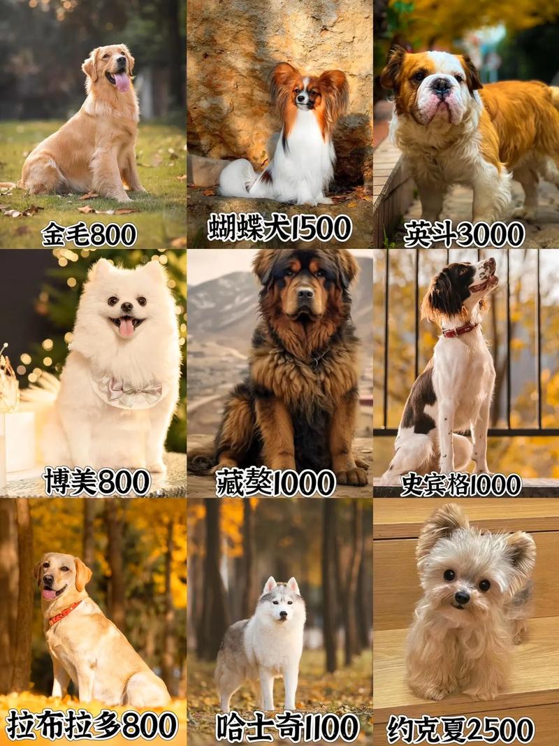 100种狗狗大集合,贵宾犬哈士奇藏獒等你来了解!(100种狗狗图片) 100种狗狗大集合,贵宾犬哈士奇藏獒等你来了解!(100种狗狗图片)