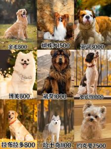 100种狗狗大集合，贵宾犬哈士奇藏獒等你来了解！（100种狗狗图片）