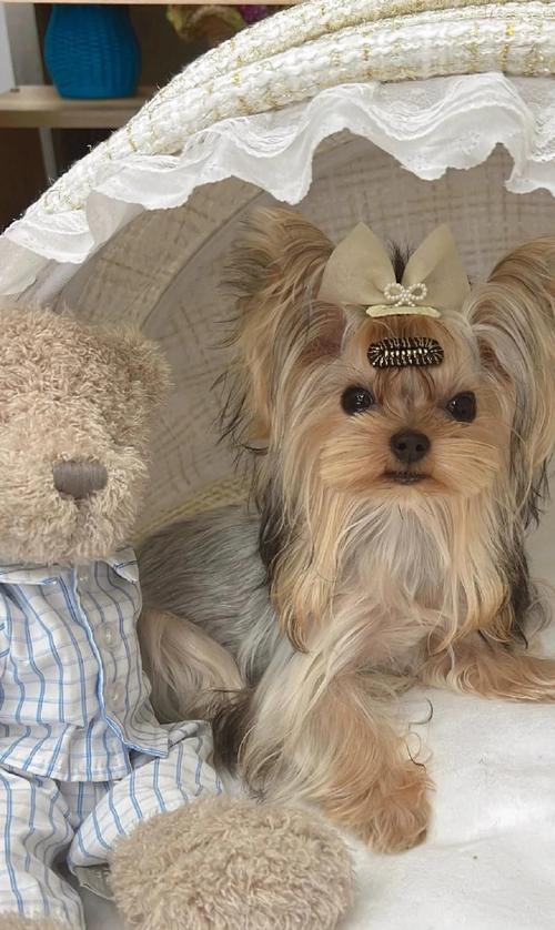 贵宾比熊雪纳瑞金毛柴犬特点(不掉毛智商高的狗狗) 贵宾比熊雪纳瑞金毛柴犬特点(不掉毛智商高的狗狗)