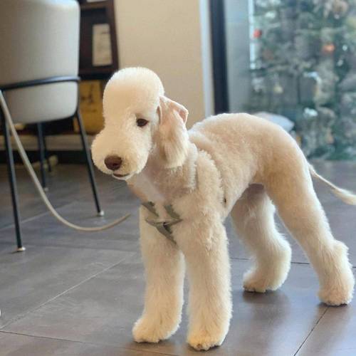选体味轻犬种科学护理,宠物环境清新舒适(哪种狗体味一下啊) 选体味轻犬种科学护理,宠物环境清新舒适(哪种狗体味一下啊)