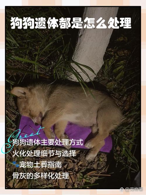 狗狗肠子被骨头划伤，及时处理很关键！（狗狗肠子被骨头划破了能活多久）