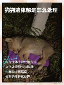 狗狗肠子被骨头划伤，及时处理很关键！（狗狗肠子被骨头划破了能活多久）
