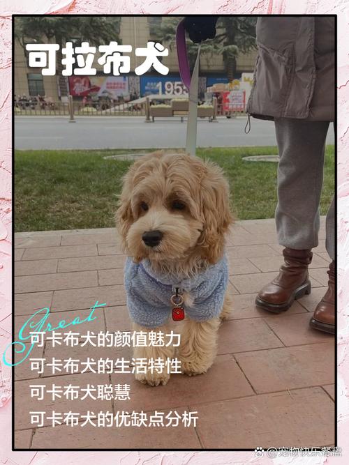 宠物寄养500元月贵不贵？关键看服务与关怀！（长期狗寄养500元一个月贵吗）
