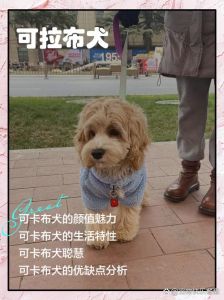 宠物寄养500元月贵不贵？关键看服务与关怀！（长期狗寄养500元一个月贵吗）
