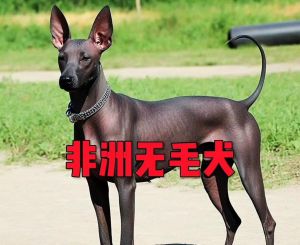 中华田园犬贵宾犬雪纳瑞（没毛没体味的狗子）