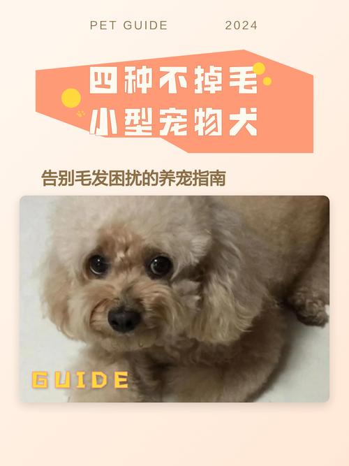 贵宾比熊斯芬克斯（不掉毛宠物）