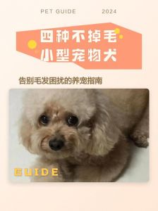 贵宾比熊斯芬克斯（不掉毛宠物）