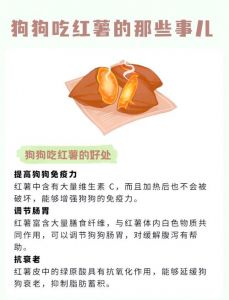 狗狗适量吃蒸地瓜好，健康营养要控制！（狗狗吃地瓜的好处）