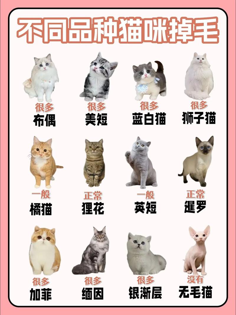 猫咪掉毛男友吐槽？养猫的烦恼与陪伴！（男友吐槽猫咪掉毛）