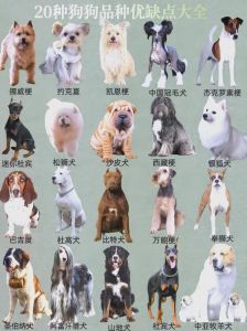 选对狗狗看环境，陪伴最重要！（宠物狗养什么品种好）