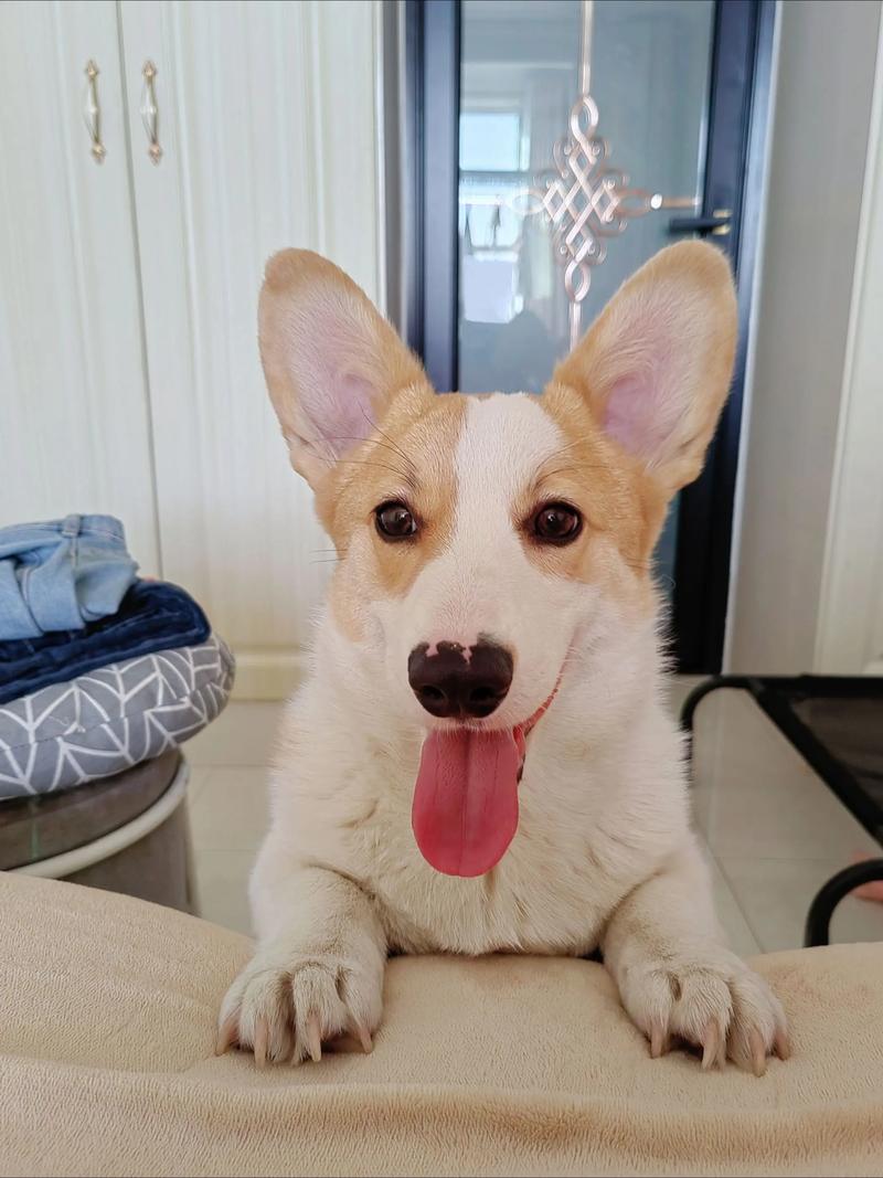 西施拉萨等犬种毛发护理要点（嘴巴有毛的狗是什么狗）