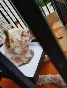 狗狗瘙痒掉毛怎么办？速查原因带去看！（狗狗身上痒一直挠还掉毛）