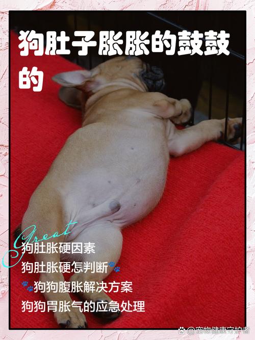 狗狗体味重？根源与护理全知道（狗狗为什么那么大的体味）
