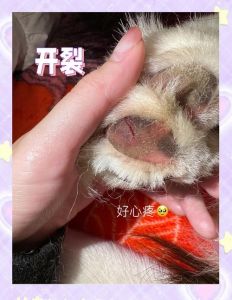 狗爪划伤别慌，肥皂水冲洗消毒，严重快去医院！（被家里狗狗爪子划了一道）