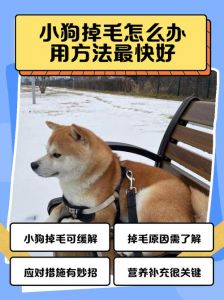 狗狗掉毛多五大原因，快速排查应对！（狗掉毛怎么回事）