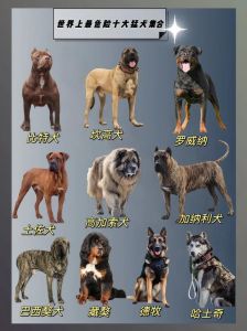 凶猛犬种大盘点，藏獒比特等危险动物（地界上最凶猛的10种狗）