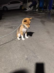 狗狗掉毛秃一块？快查原因！（狗掉毛掉秃了一块怎么回事）