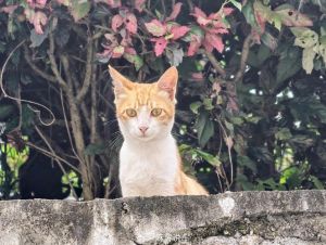 猫咪换毛季掉毛正常，科学应对更轻松！（第一次看小猫掉毛看力竭了）