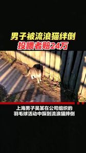 猫绊倒人？看原因巧应对！（不小心被猫绊了一下）