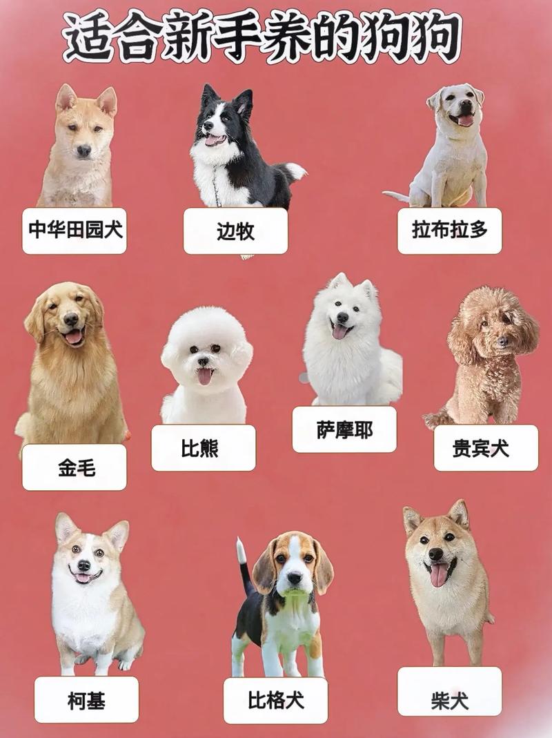 卷毛绿茶泰迪伯乐犬等，怕臭人士优选！（哪种狗好养体味小）