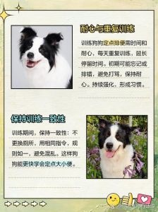 教成年狗定点大小便（怎么让成年狗狗在家里大小便）