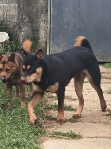土狗尾巴胡须看性格 选养要细心（从尾巴看土狗凶不凶）