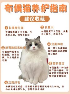 温顺不掉毛猫种推荐（什么猫好养不掉毛还温顺）