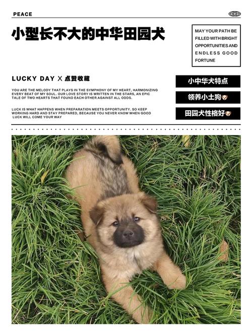 小型狗狗种类多，养护要点看这里！（很小长不大的狗）