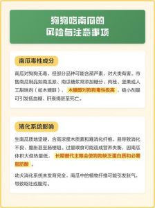 南瓜狗不能多吃，煮熟不加糖（狗不能碰南瓜的原因）