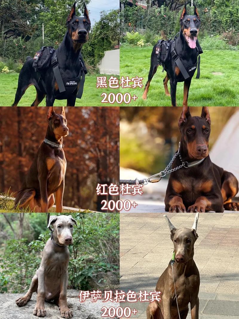 中华田园犬金毛德牧等值得喜爱（保护主人的狗排名）