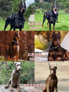 中华田园犬金毛德牧等值得喜爱（保护主人的狗排名）
