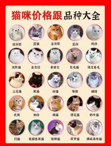 全球最受欢迎十大猫咪品种榜单（宠物猫十大品种排名）
