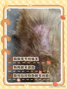 狗狗局部脱毛痒？寄生虫或真菌，速查！（狗身上脱毛一块一块的怎么办）