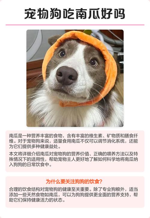 南瓜对狗狗好，但别天天喂，适量煮熟吃！（狗狗天天吃南瓜好吗）