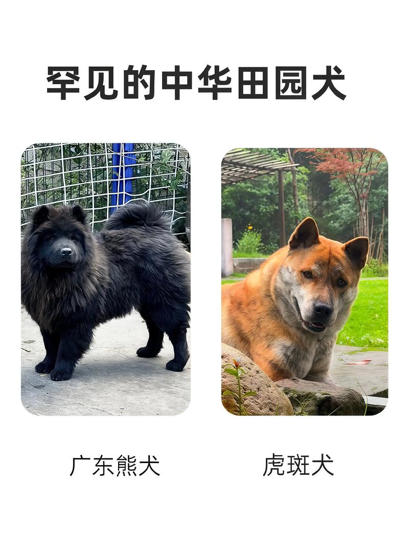六种中国本土犬种特点解析(土狗12个品种图) 六种中国本土犬种特点解析(土狗12个品种图)
