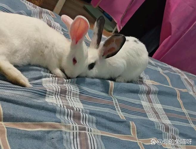 我家猫狗兔成一家，养宠需用心（我家没养狗狗太无聊了我家养了一只兔子）