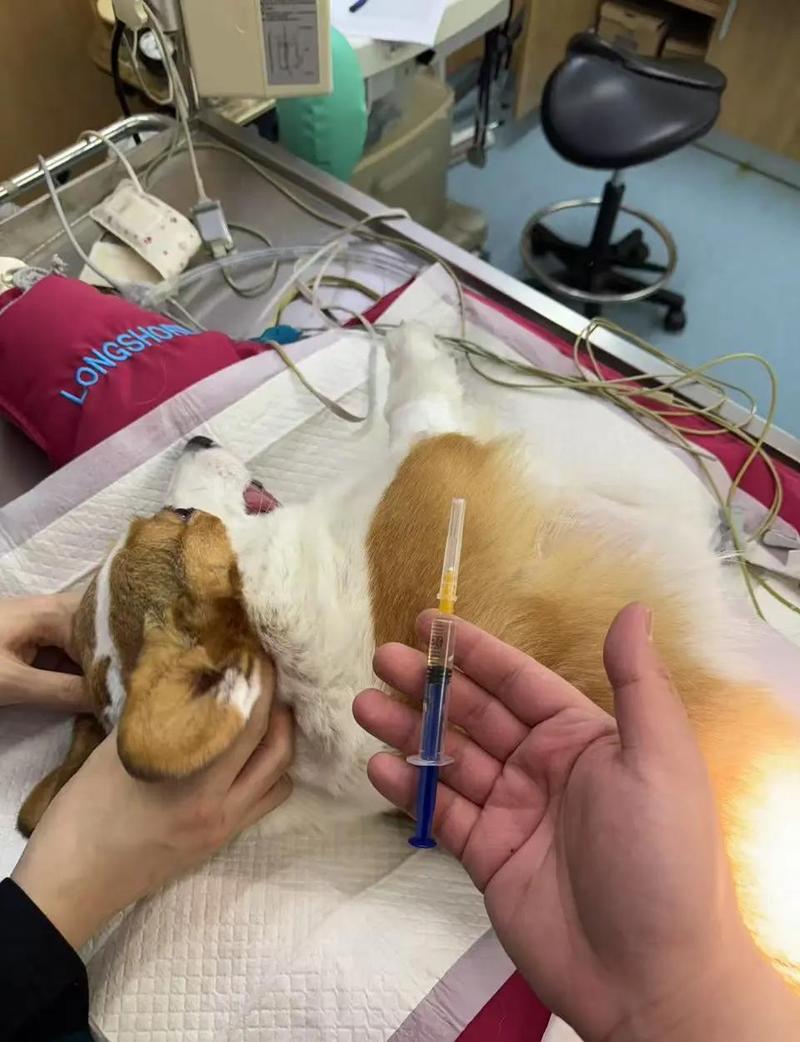 健康行为好，但要注意术后和发胖（家养宠物狗狗绝育吗）