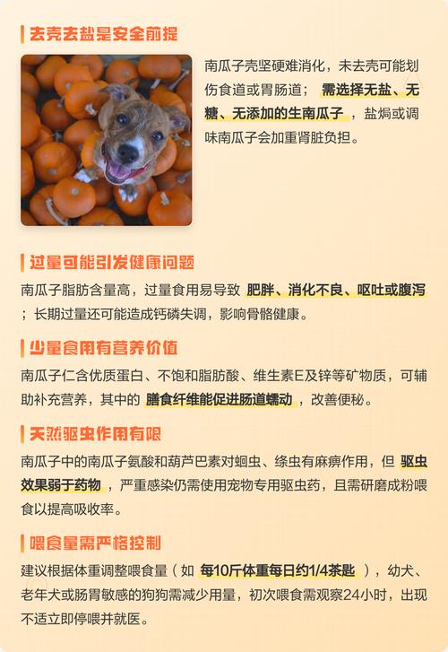 狗狗能吃生南瓜吗？安全喂食指南（狗狗可以吃生南瓜吗）