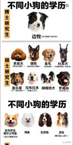 边境牧羊犬贵宾犬德国牧羊犬，智商超群！（智商最好的狗是什么狗）