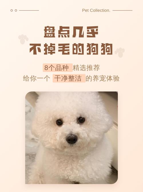 低掉毛体味犬种推荐及护理要点(哪个狗狗不掉毛没异味) 低掉毛体味犬种推荐及护理要点(哪个狗狗不掉毛没异味)