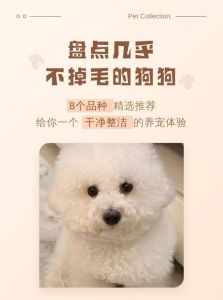 低掉毛体味犬种推荐及护理要点（哪个狗狗不掉毛没异味）