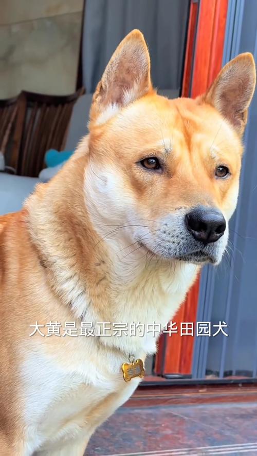 中国古老犬种,忠诚守护,文化传承(正宗土狗图片) 中国古老犬种,忠诚守护,文化传承(正宗土狗图片)