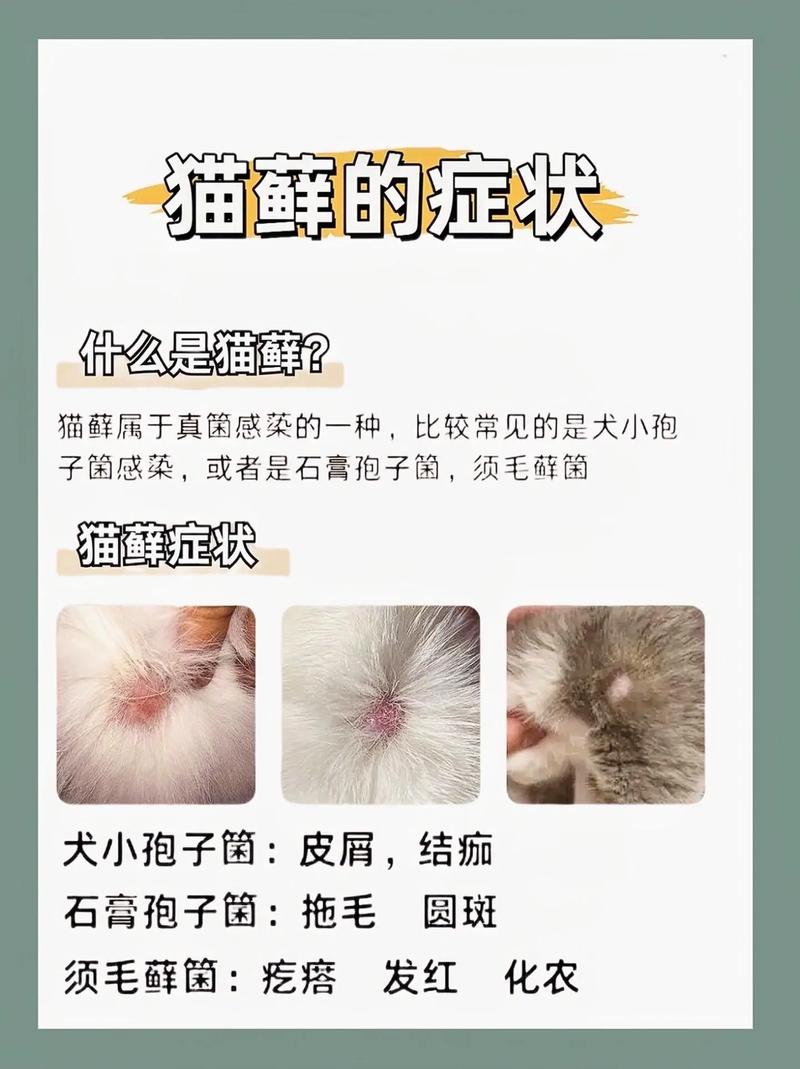 暹罗猫掉毛多怎么办？（暹罗猫掉毛严重吗）