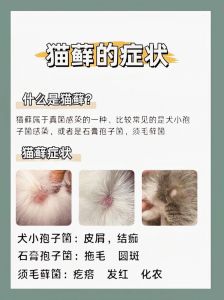 暹罗猫掉毛多怎么办？（暹罗猫掉毛严重吗）