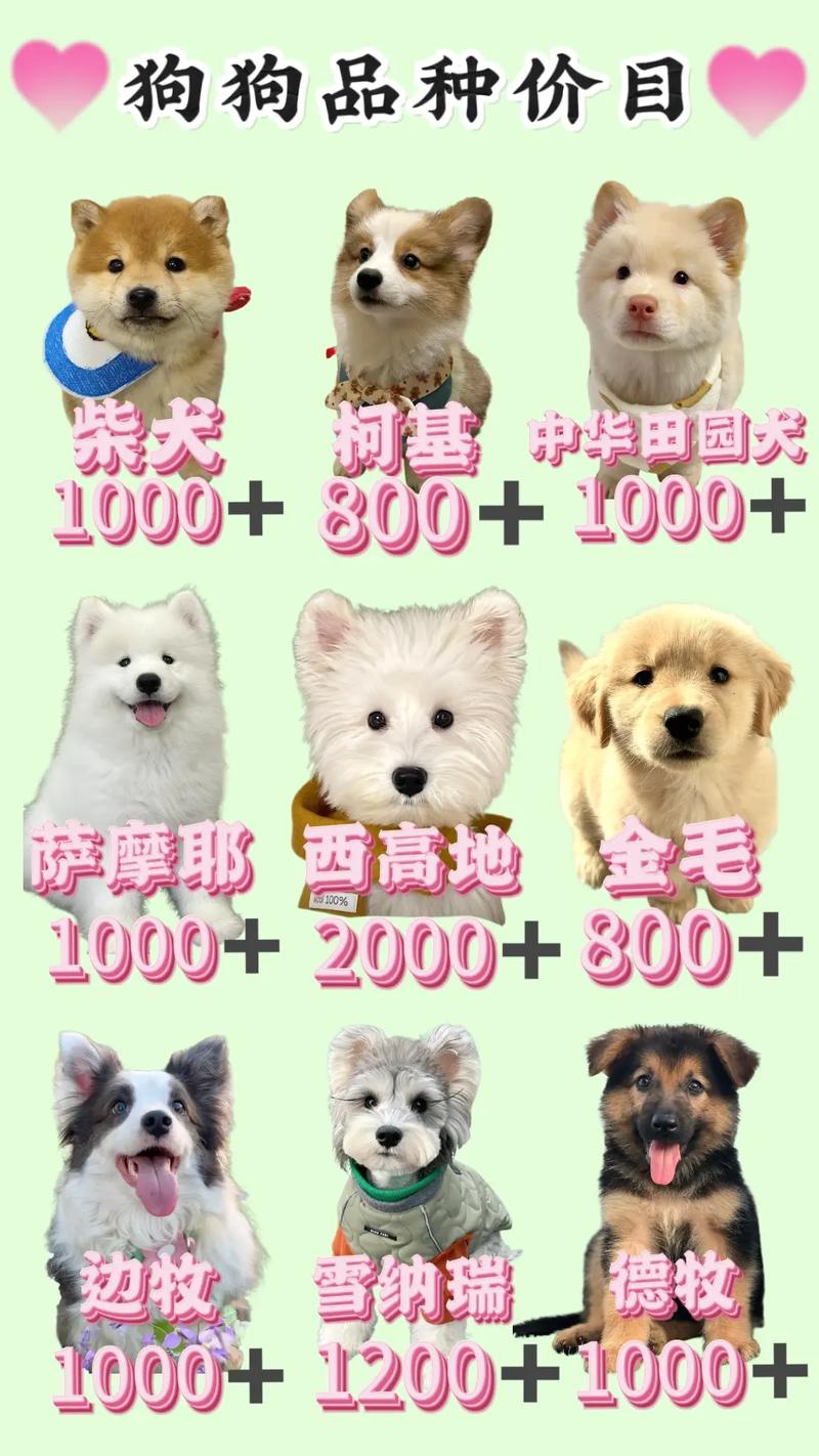 狗价受血统城市品种影响大，养犬费用要全算清（宠物狗多少钱一只）
