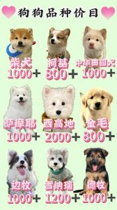 狗价受血统城市品种影响大，养犬费用要全算清（宠物狗多少钱一只）