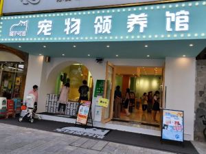 带猫跨省合法手续与安全，流浪狗寻收容所需核实资质（宠物收养所在哪里）