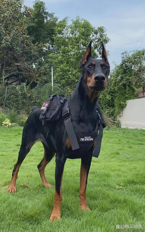 看家犬怎么选？忠诚勇敢最重要！（看家护主什么狗最好）